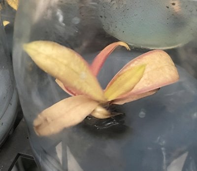 Phal.schilleriaua"Yi-Ying Lupas Diamond"(heavy variegated)(1 plants in)