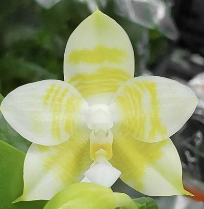 Phal.LD Green Tiger x Phal.LD Green Duck