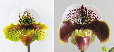 Paph.Yi-Ying Colorful Clouds x Paph. Enzan Kitty