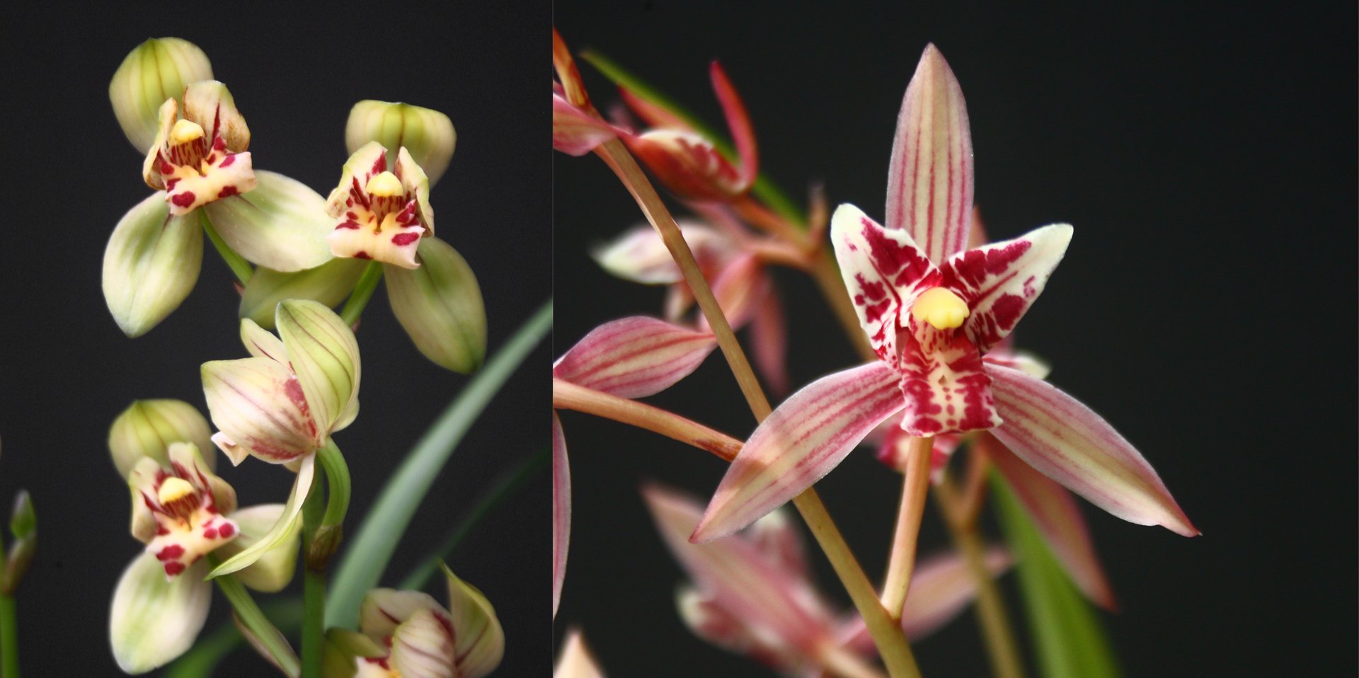 Cymbidium ensifolium'Jyun He' X Cymbidium ensifolium"Red Cat Butterfly" 3