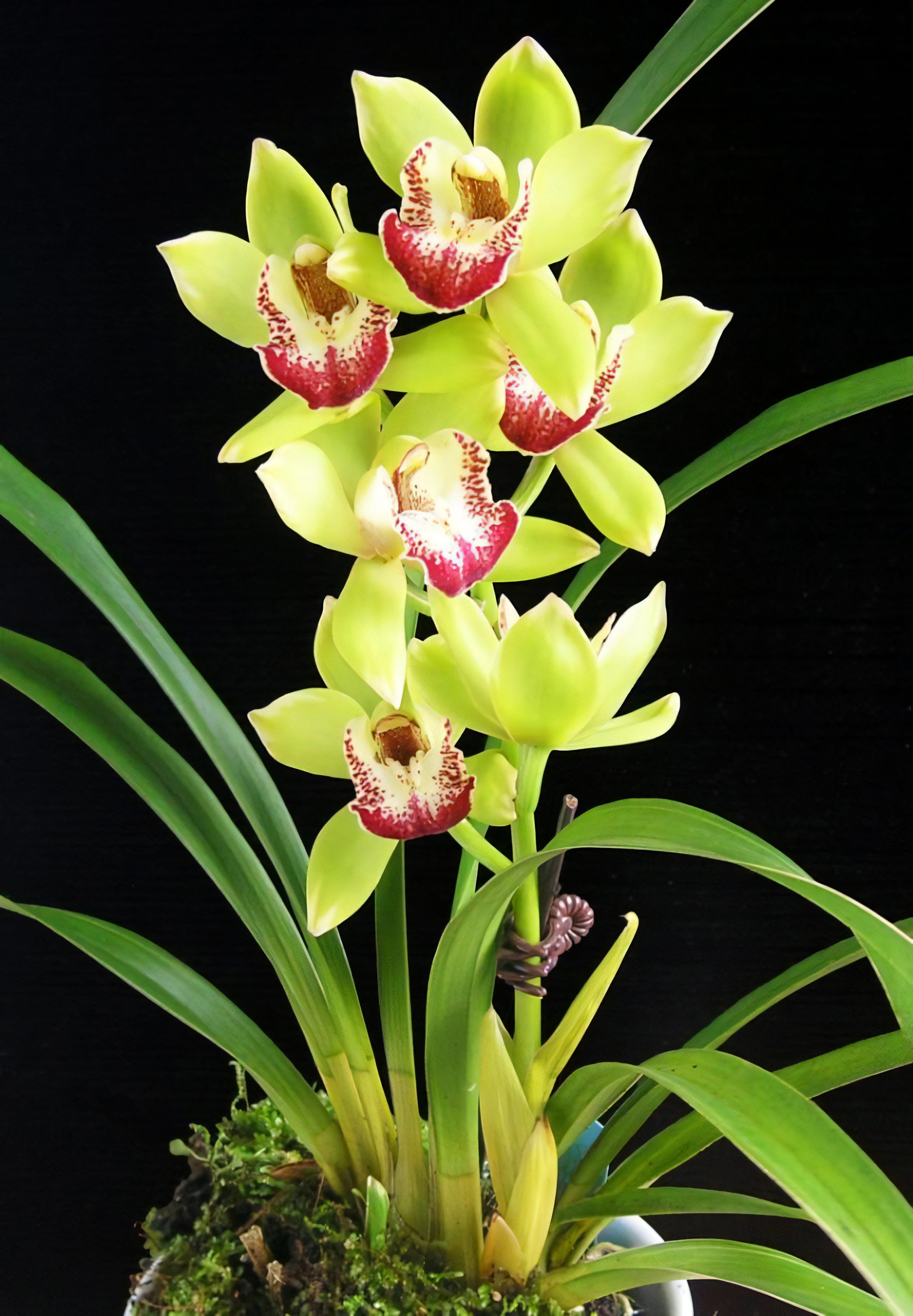 Happy Days 'Green  Dragon'   (variegated) 2