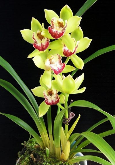 Happy Days 'Green  Dragon'   (variegated)