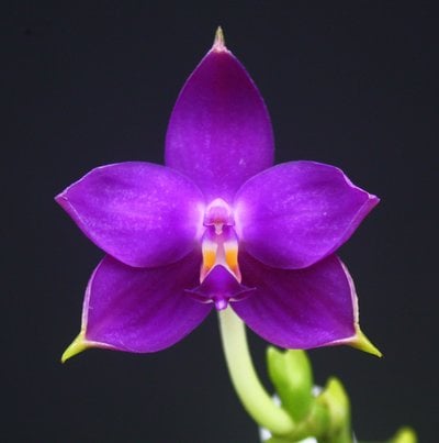 Phal.violacea 'indigo'  X Phal.speciosa  'Blue'
