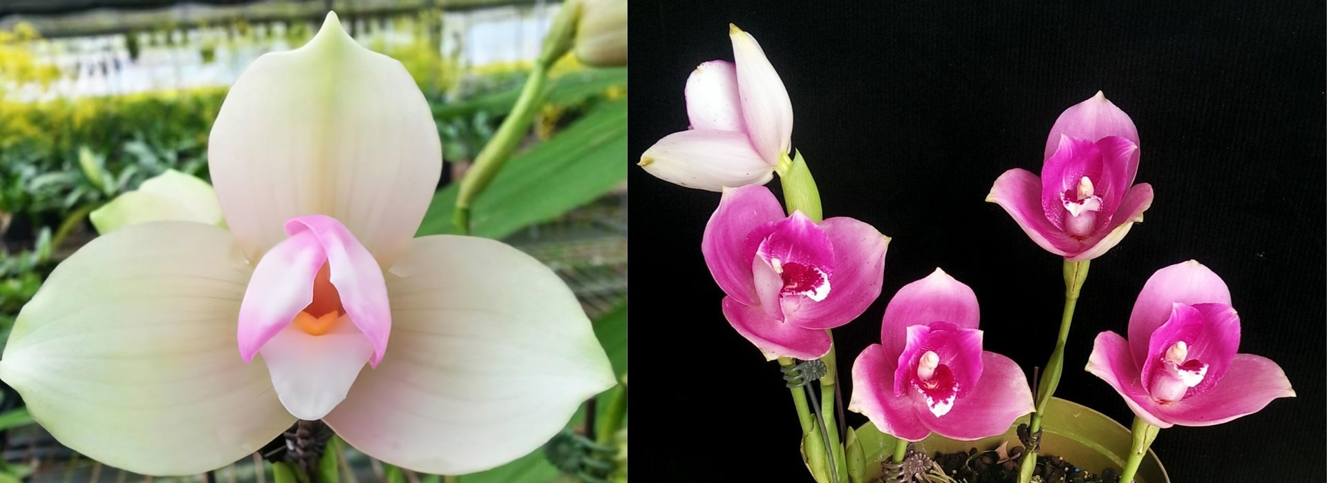 Lyc.Kiama'No 11' X (Lyc.Gayser Gold x Lyc.Shonan Harmony) 3