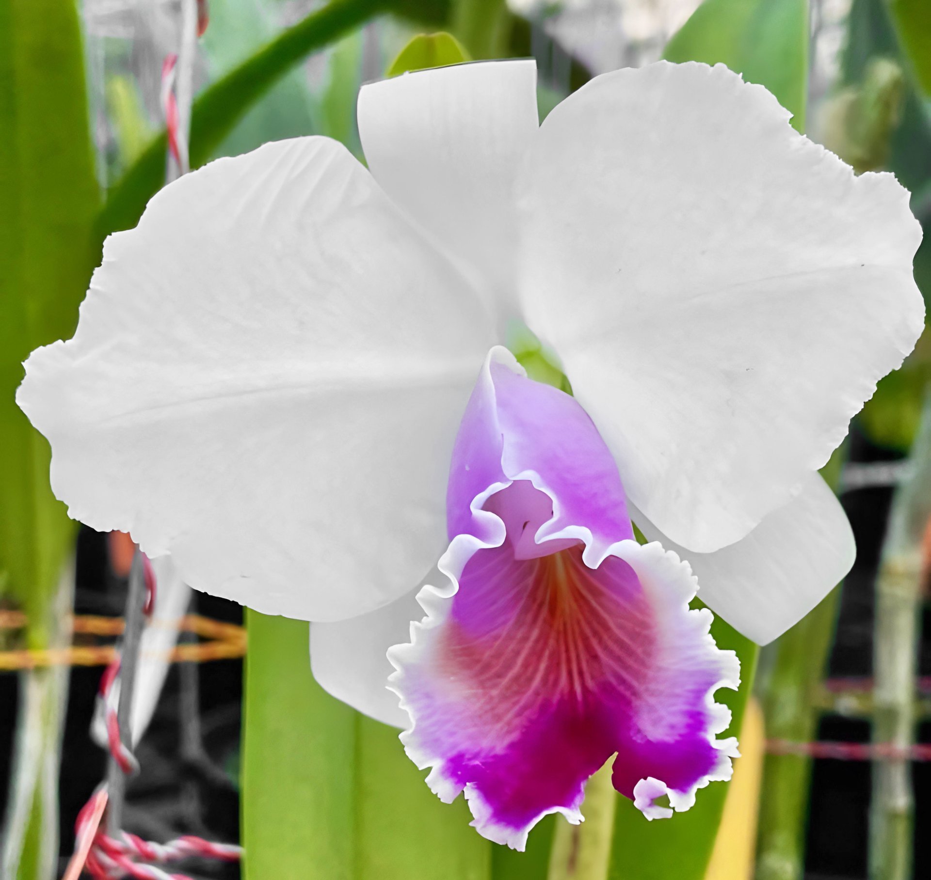 Cattleya quadricolor x sib (semi/alba)