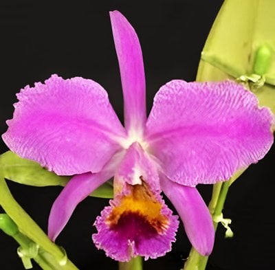 C.percivaliana f 'marmolada'