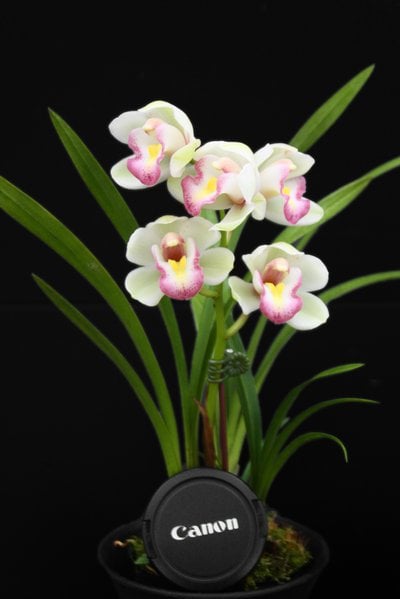 Cym.Great Flower x Cymbidium goeringii'Chuen Huei '春暉 (MC)(Short leaves)