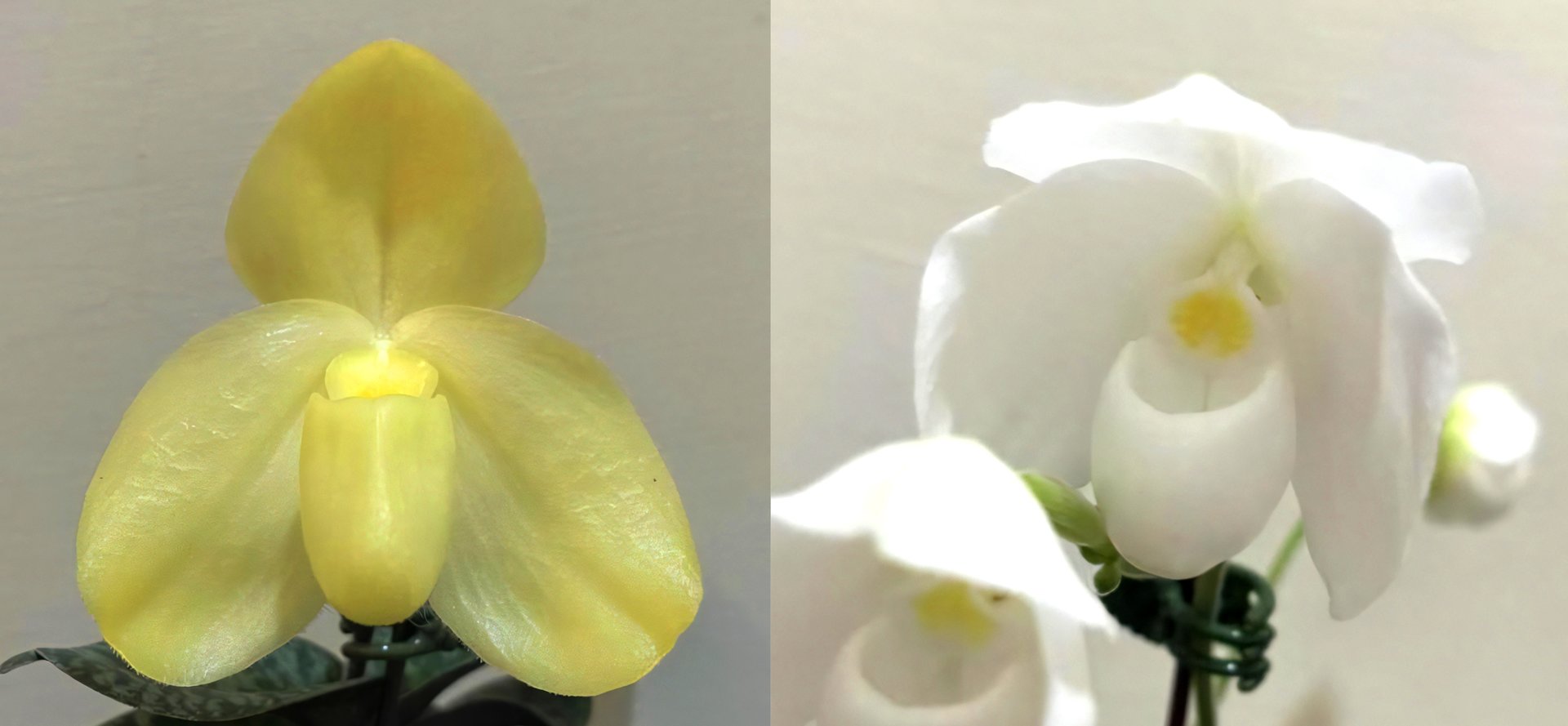 Paph.wenshanense semi/alba  x Paph. niveum alba 3