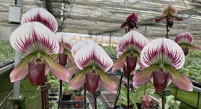 Paph.callosum