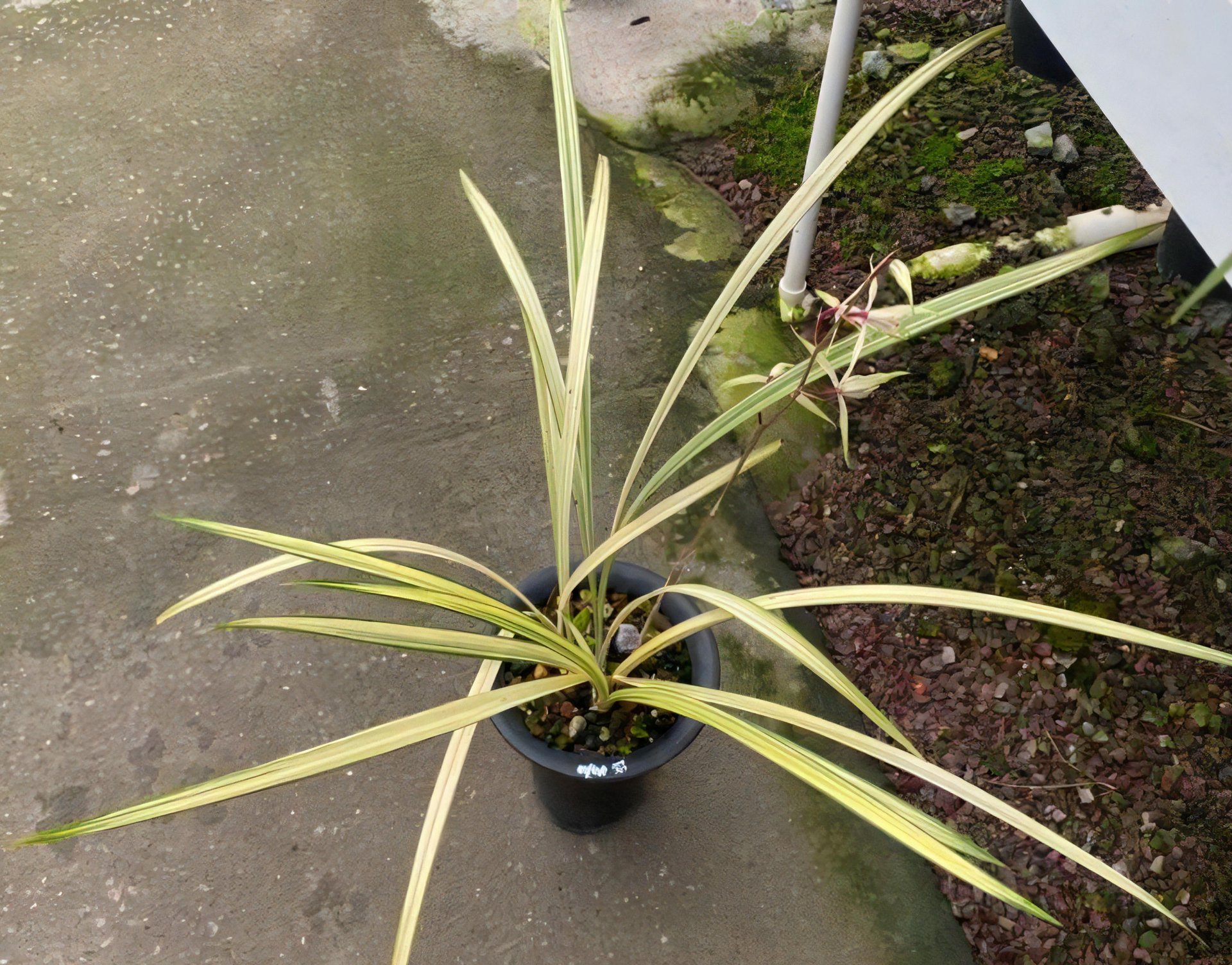 Cymbidium kanran'shuang-si' (MC) 2