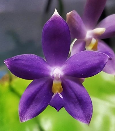 Phal.(YangYang Reflex Blue x YangYang Blue Surprise)