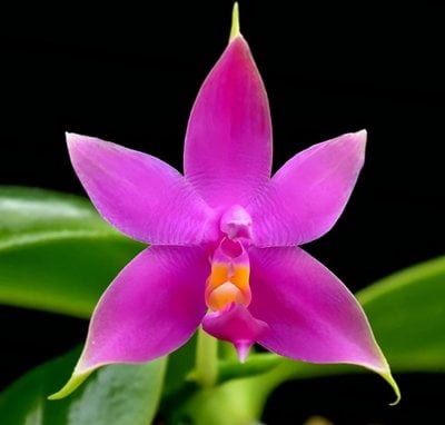 Phal.violacea  x Phal.bellina