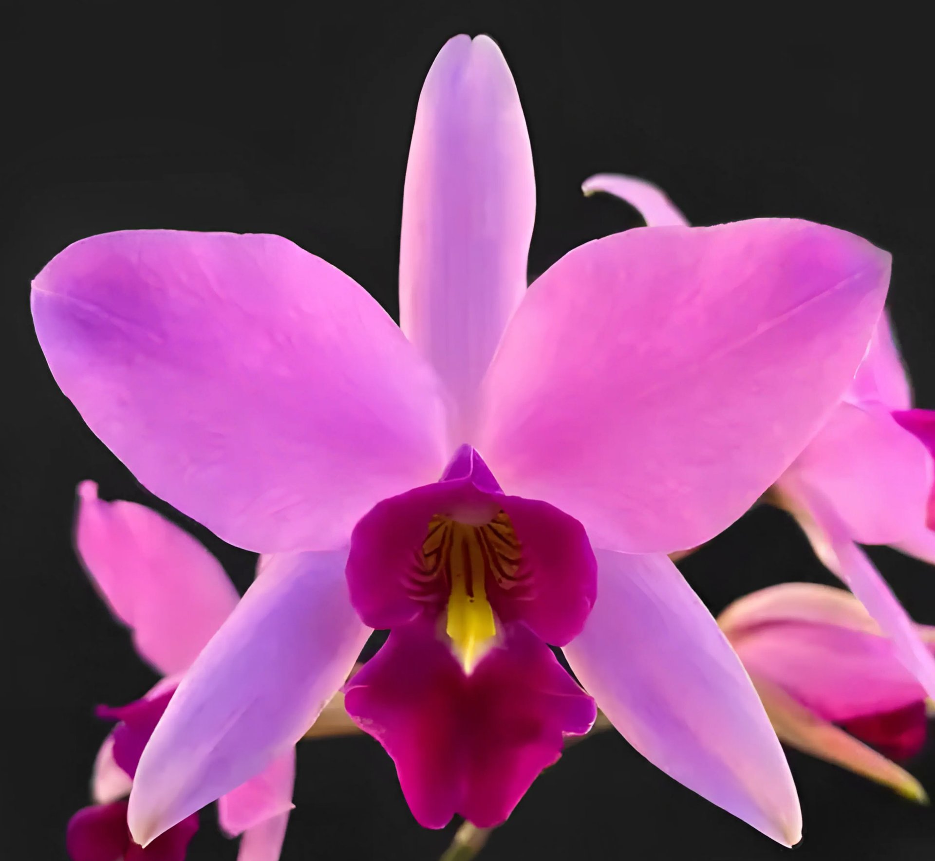 C.(Laelia)anceps x sib