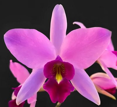 C.(Laelia)anceps x sib