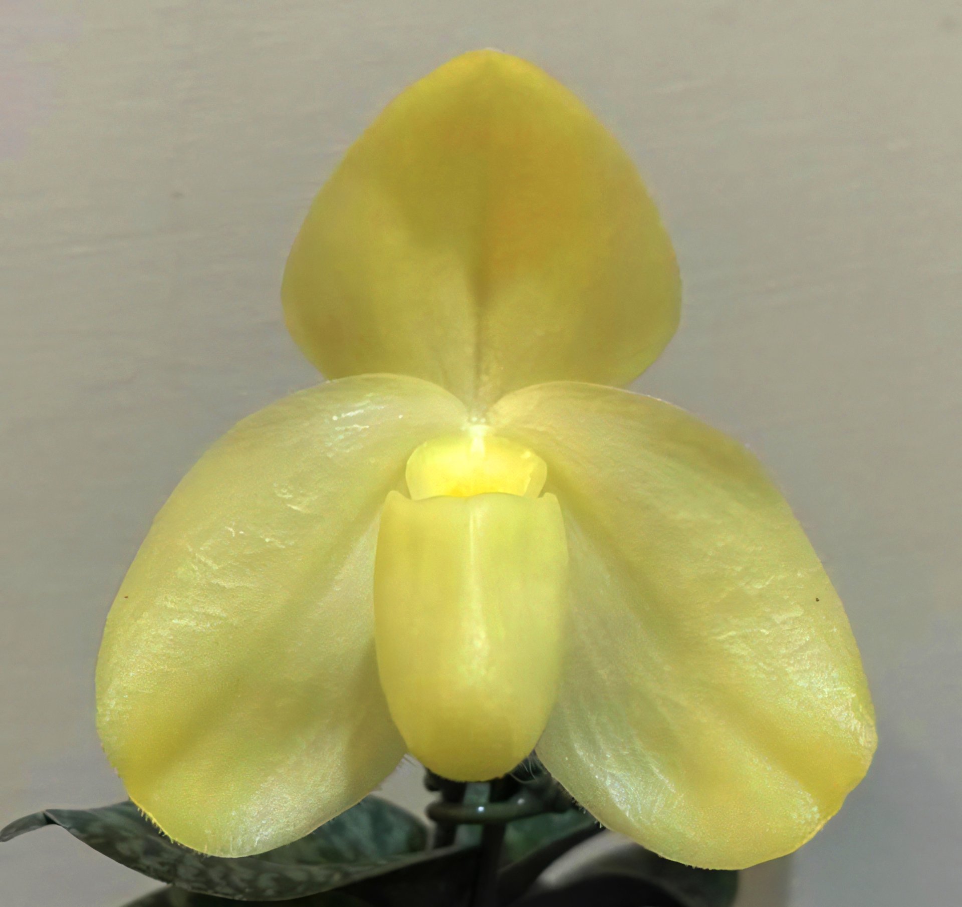 Paph.wenshanense semi/alba x Paph. niveum alba