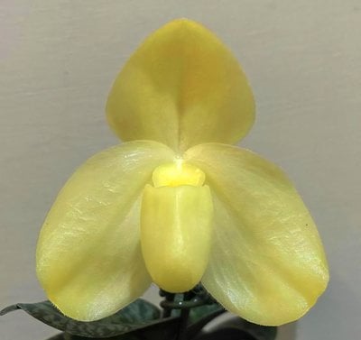 Paph.wenshanense semi/alba  x Paph. niveum alba