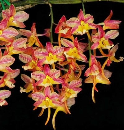 Den.profusum "red" x self