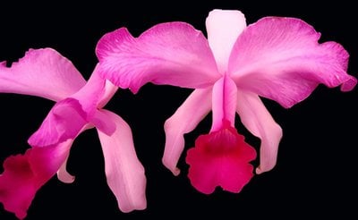C.lawrenceana tipo x C.lawrenceana var alba