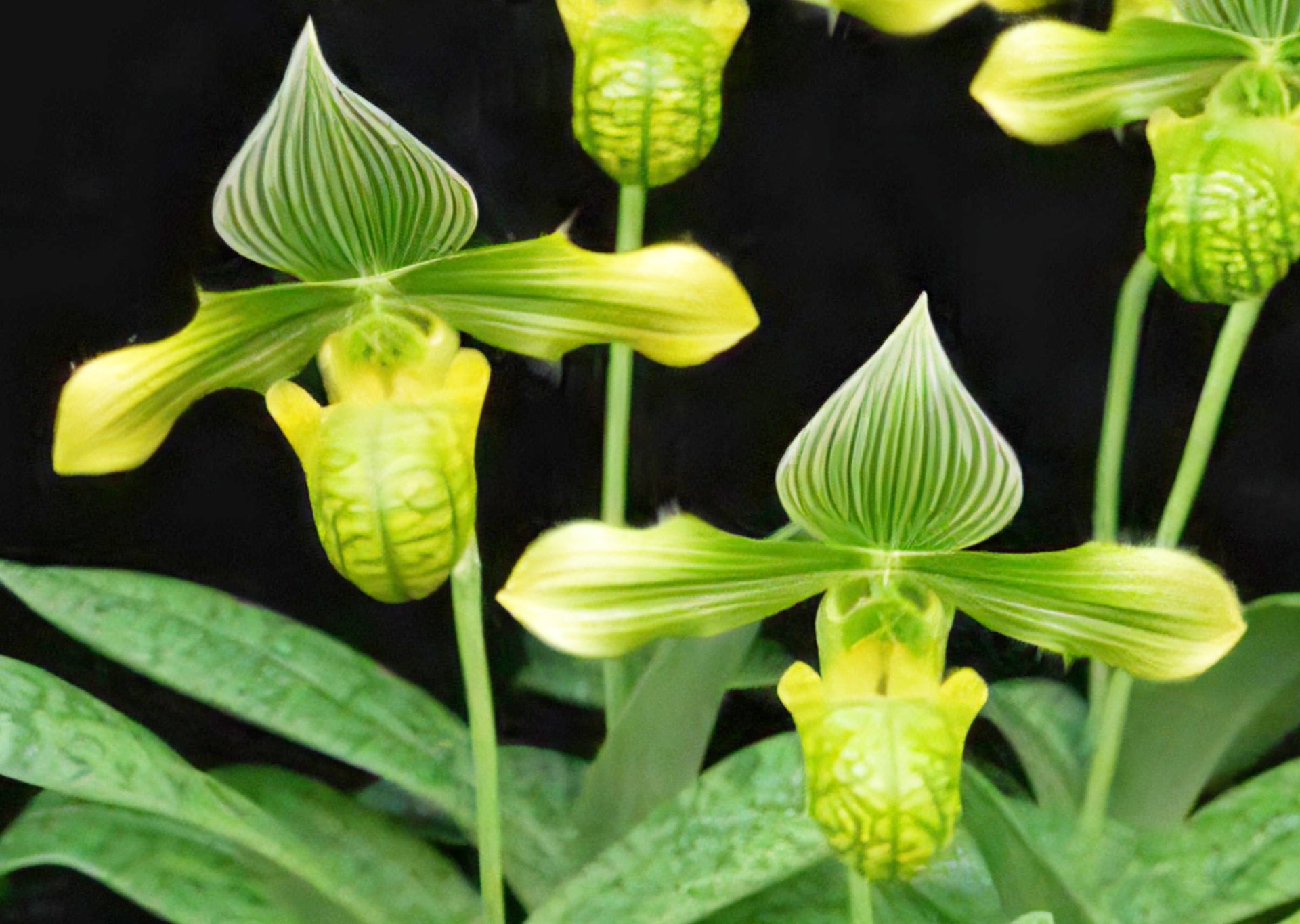 Paph. venustum v. album