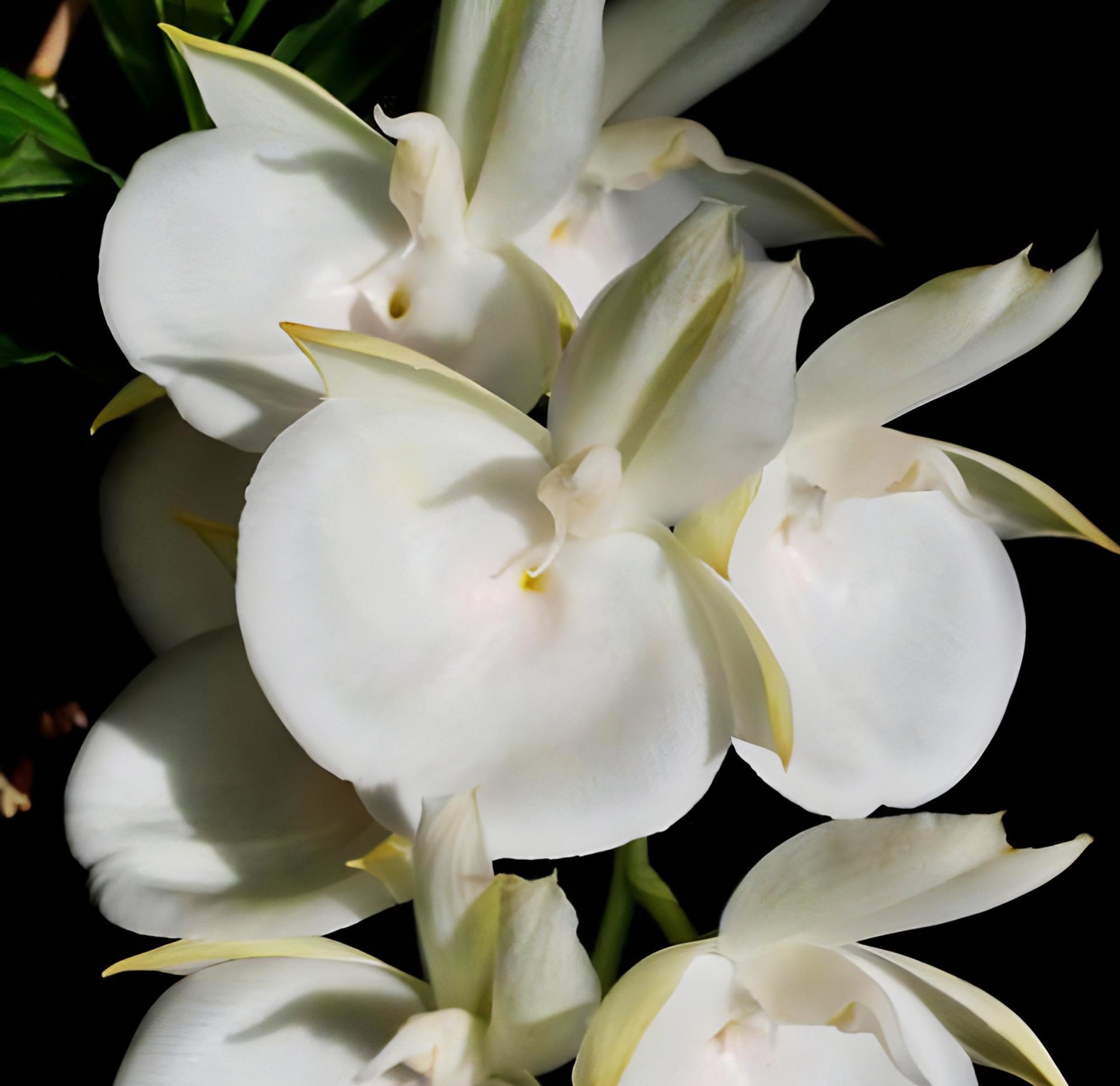 Catasetum pileatum v.alba