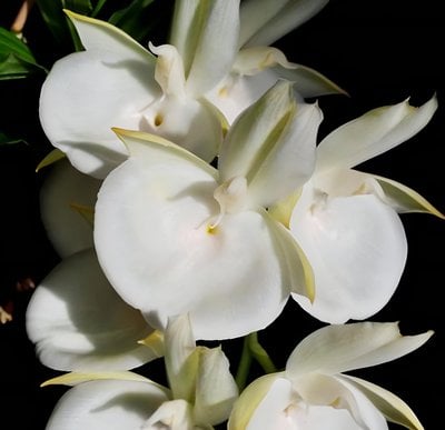 Catasetum pileatum v.alba