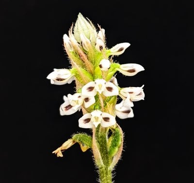 Aspidogyne argentea