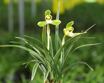 Cymbidium goeringii " Tian Tsao"