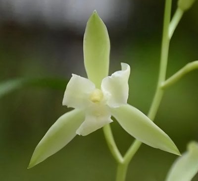 Cymbidium ensifolium"Guan Nian"