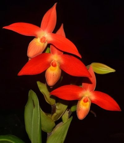 Name (kovachii x dalessandroi)(10 plants in)