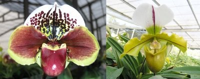 Paph.Yi-Ying Twinkling Stars X spicerianum'big'
