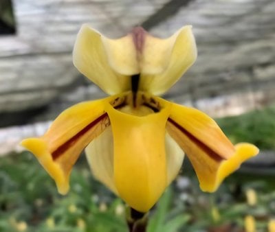 Paph.druryi