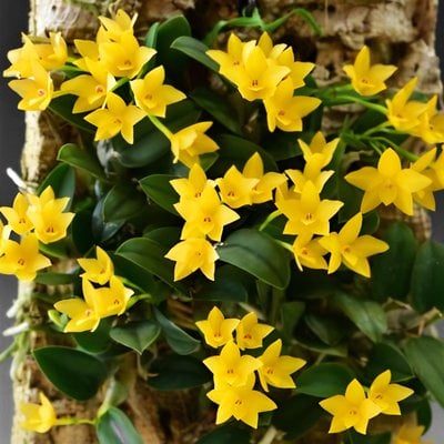 Sophronitis cernua var yellow'Alex'