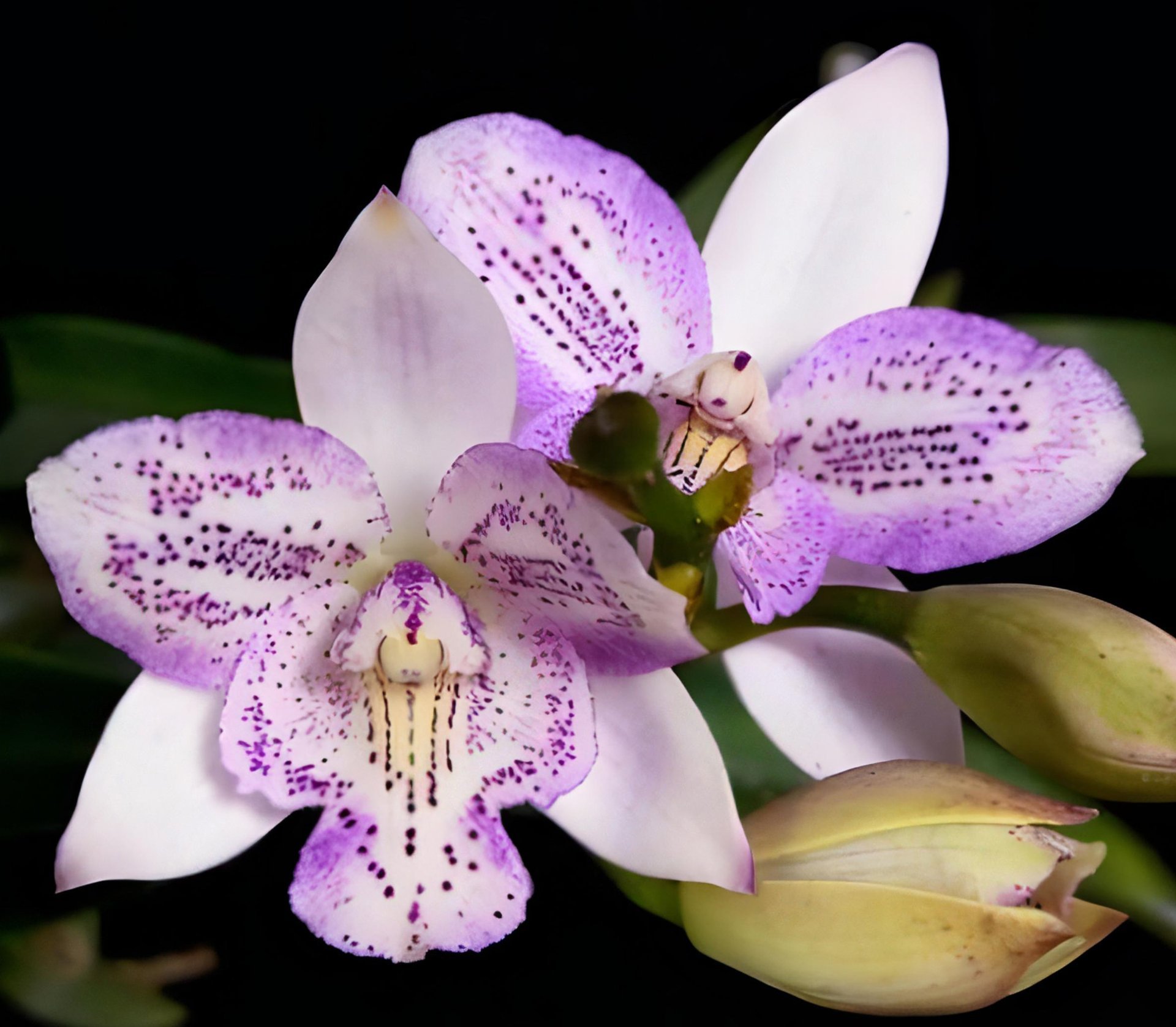 Caulocattleya Chantilly Lace “Twinkle “