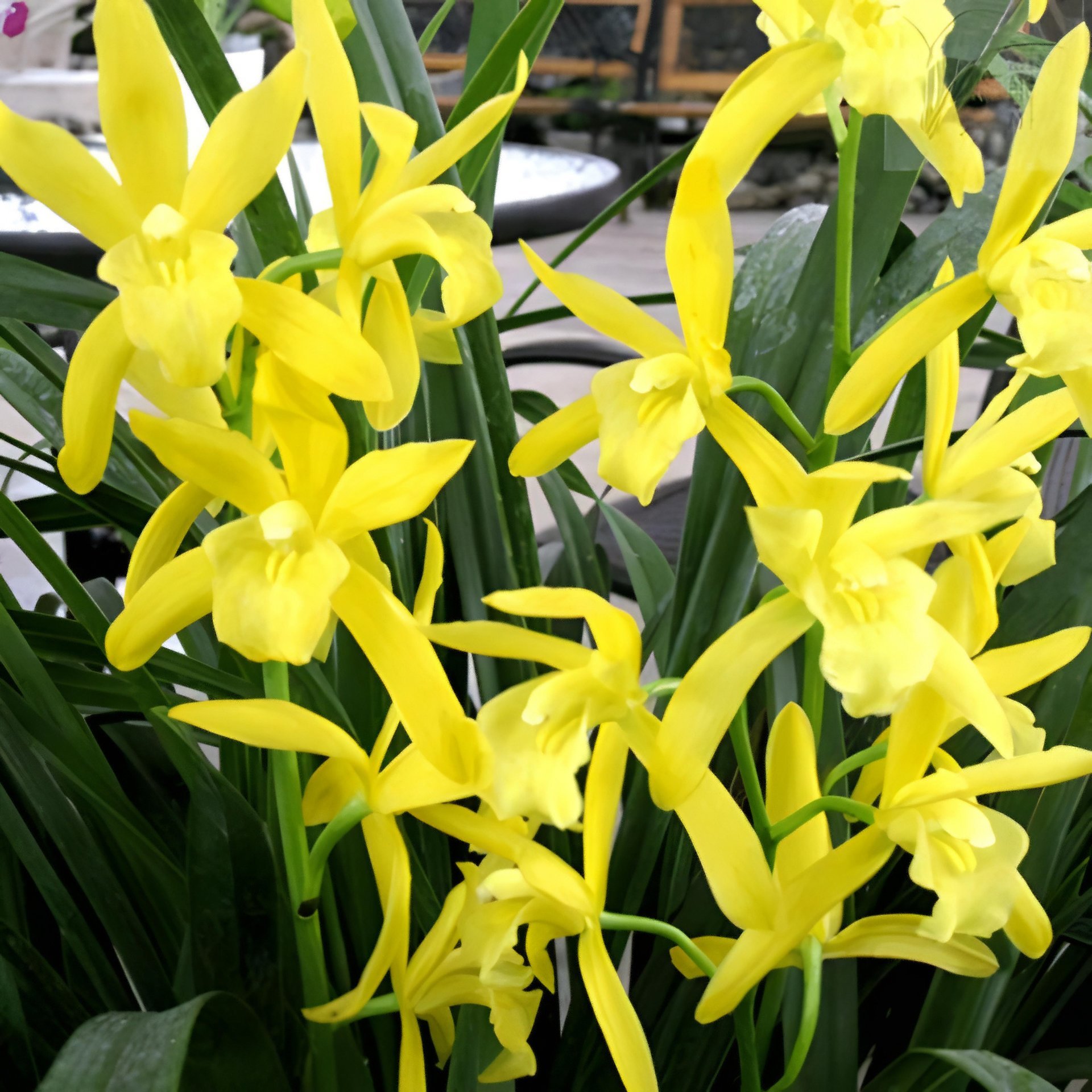 Cymbidium Golden Elf 2
