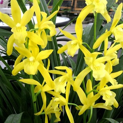 Cymbidium Golden Elf