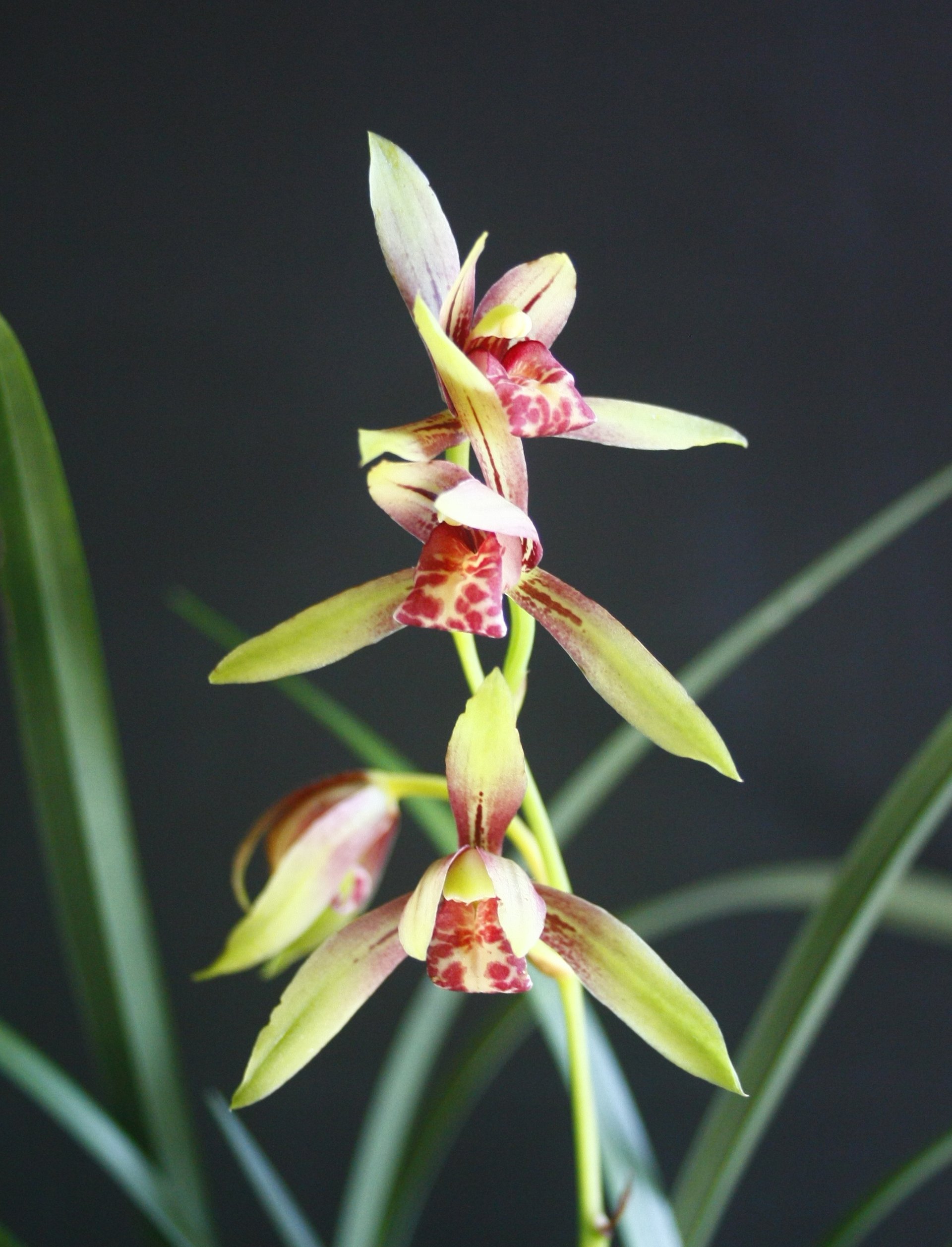 Cymbidium ensifolium 'Luoyang Sumei' x Cymbidium ensifolium"Yu Hong Shuang Jiao" 2