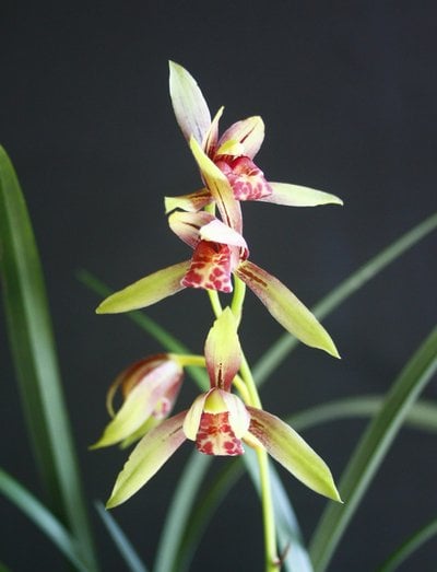 Cymbidium ensifolium 'Luoyang Sumei' x Cymbidium ensifolium"Yu Hong Shuang Jiao"