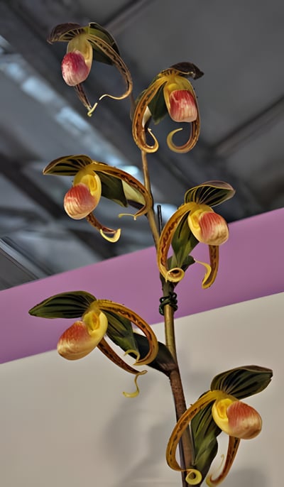 Paph.gigantifolium  x  sib
