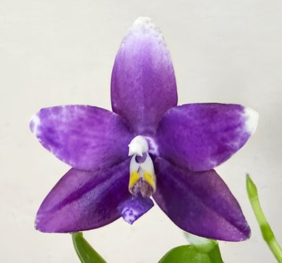 Phal Mituo Blue Bear x Phal. Lioulin Blue Peacock