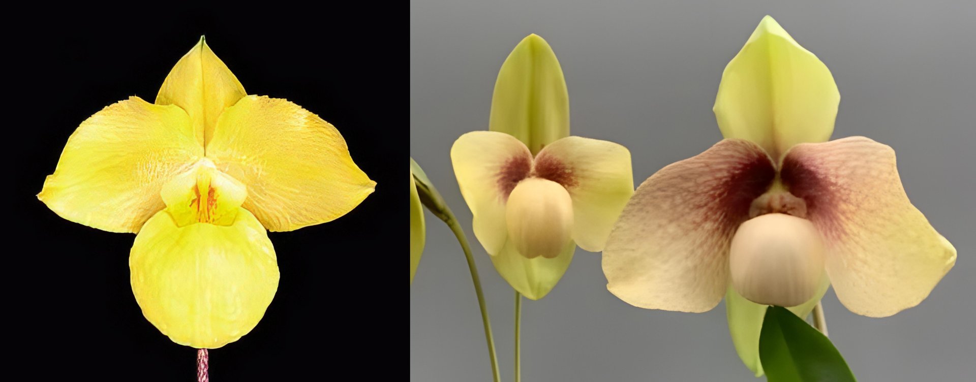 Paph.Wossner China Moon(Paph.ameniacum  x Paph.hangianum) 3
