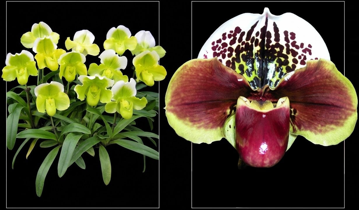 Paph.Yi-Ying Golden Slipper x Paph.Yi-Ying Twinkling Stars 3