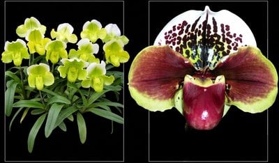 Paph.Yi-Ying Golden Slipper x Paph.Yi-Ying Twinkling Stars