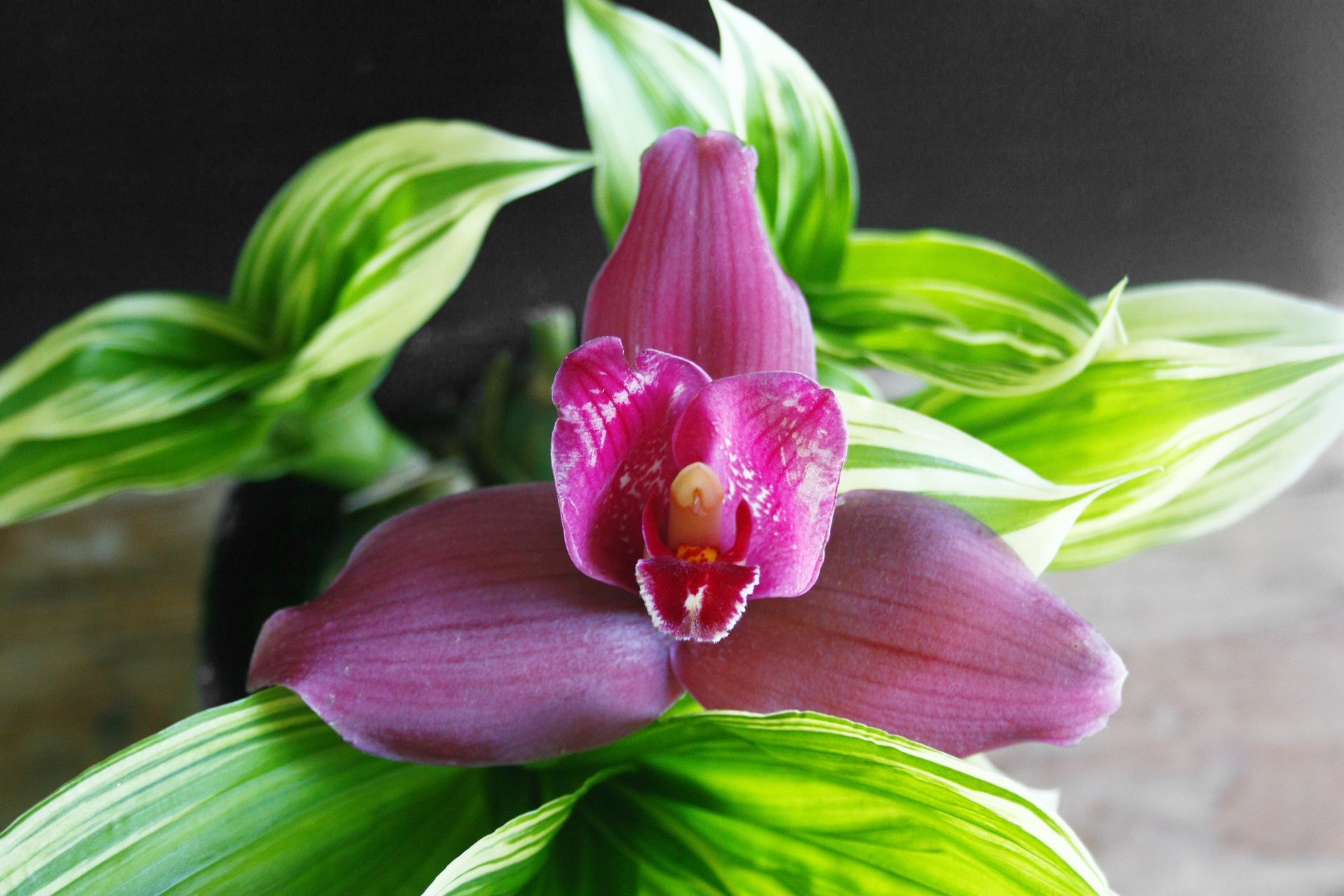 Lyc.Yi-Ying Sakura (variegated) 'No 69' x Bifrenaria tyrianthina