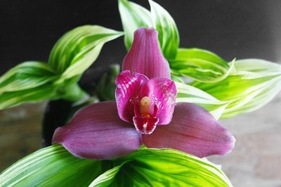 Lyc.Yi-Ying Sakura (variegated) 'No 69' x Bifrenaria tyrianthina
