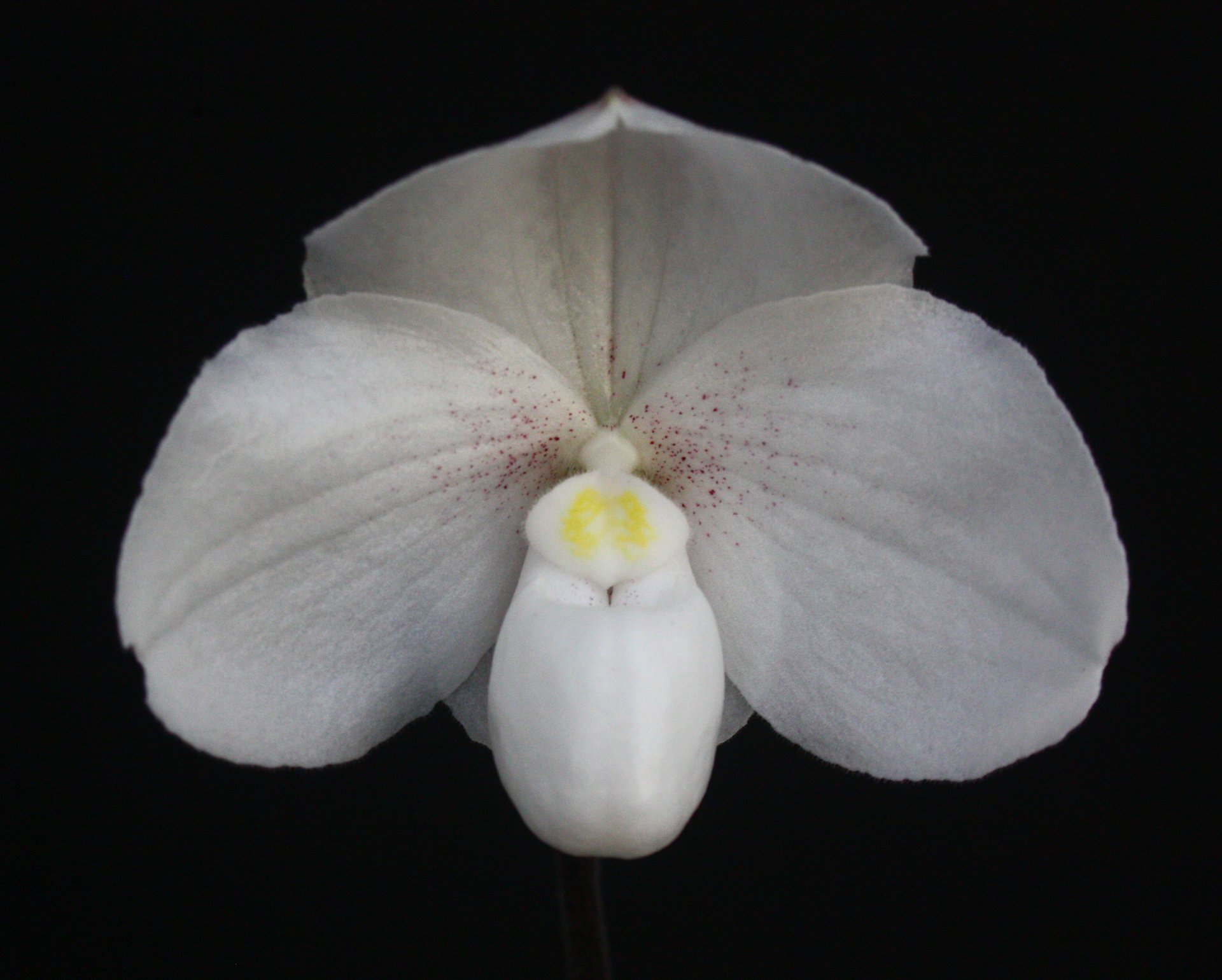 Paph. niveum x Paph.glaucophyllum