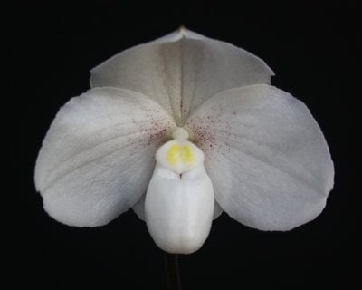 Paph. niveum x Paph.glaucophyllum
