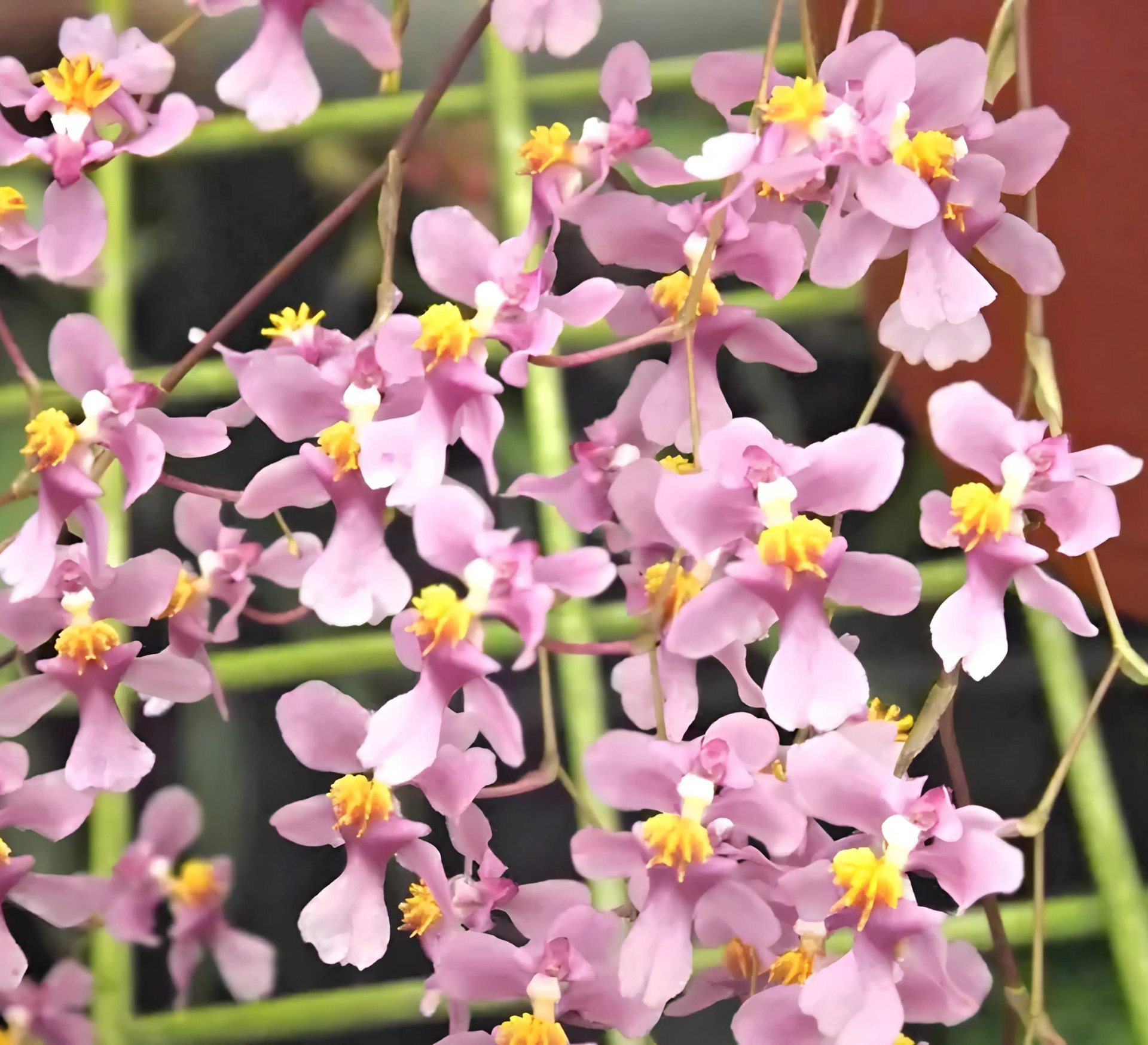 Oncidium Twinkle grex'pink'