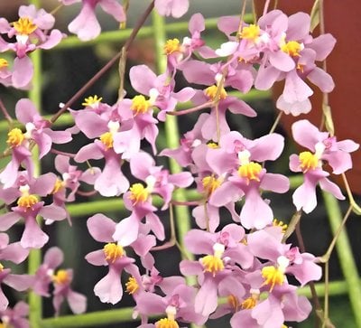 Oncidium Twinkle grex'pink'