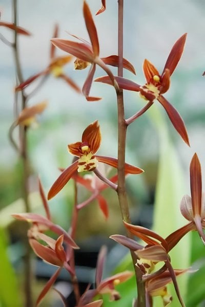 Cym.kanran'Han Hsiang Mei ' x  Cym. sinense'Chin Hua Shan'