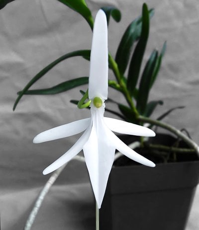 Jumellea confusa